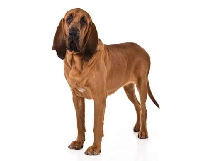 The Ultimate Guide to the Bloodhound Dog Breed: The Scenting Sensation